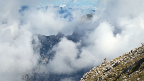 latest_img