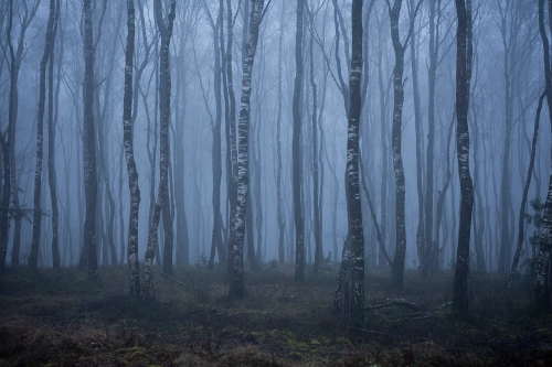 Average Dutch November