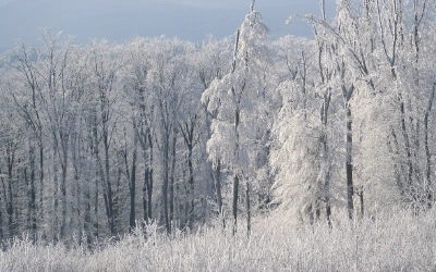Frozen Fog