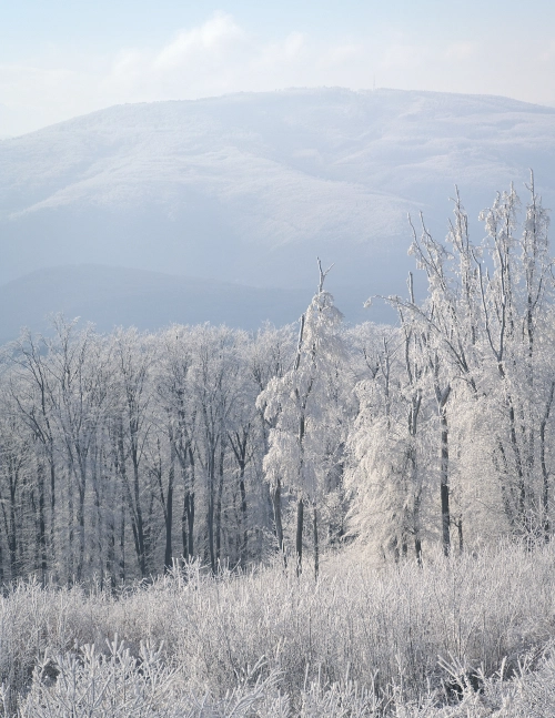 Frozen Fog